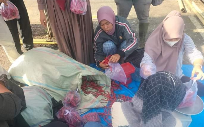 Harga Cabai Makin Menggigit, Pemkab Lebong Dirikan Pondok Cabe Murah Kopli Desk