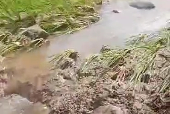 Tanggul Sawah Jebol Imbas Hujan, Warga Turan Lalang Merugi