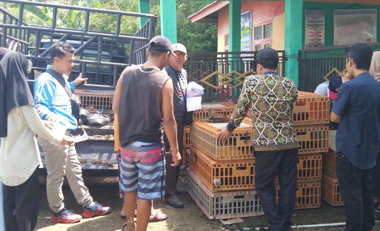 500 KK Warga Desa Kampumg Muara Aman Terima Bantuan Ayam dan Pakan